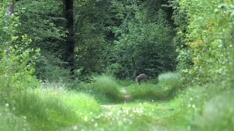 Lonely Deer Grazing on Forest Path – 4K Wildlife 스톡 동영상 320935655