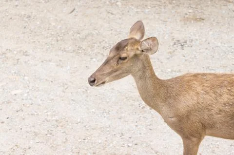 Lonely deer Stock Photos