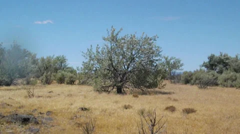 Lonely Desert Tree Blowing Stock Footage 39948388