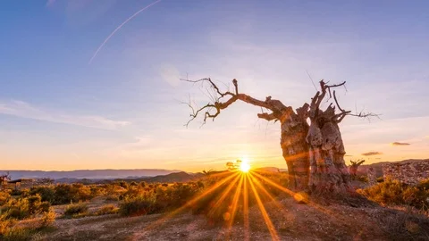 Lonely Desert Tree Desierto Tabernas Sunset Timelapse Stock Footage