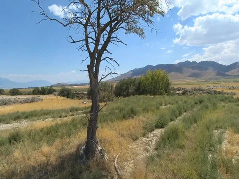 Lonely Desert Tree Stock Footage 80285069