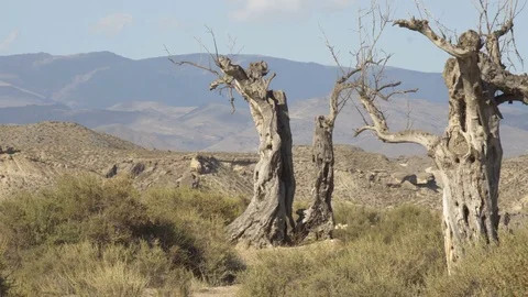 Lonely desert tree in the middle of mountains Video stock 81660469