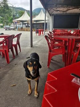 Lonely Dog in Empty Cafe Foto stock
