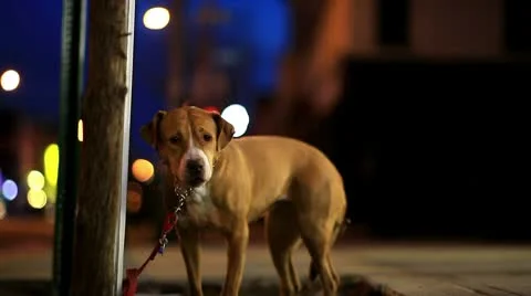 Lonely Dog Video stock 10571812