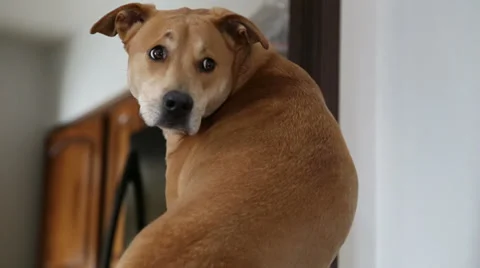 Lonely Dog Video stock 33845272