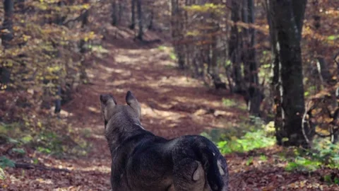 Lonely dog looking at the forest road Stock Footage 222723989