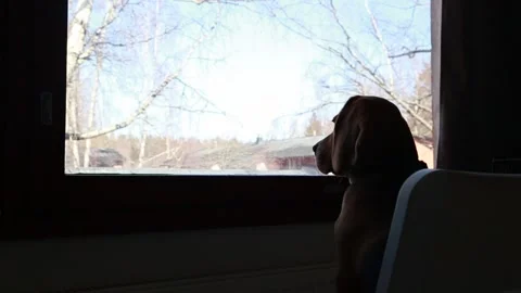 Lonely dog looking out of the window Video stock 300045624