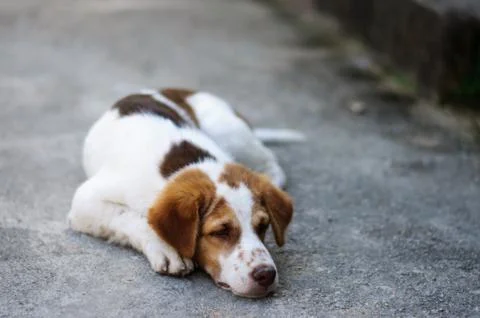 Lonely Dog Stock Photos