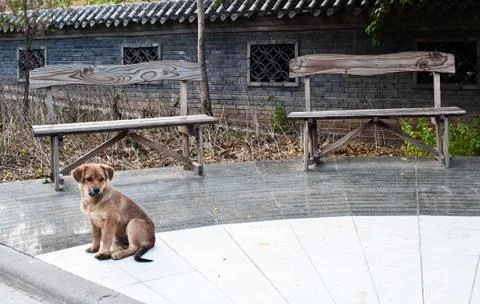 A lonely dog Foto stock
