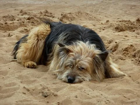 Lonely dog Stock Photos