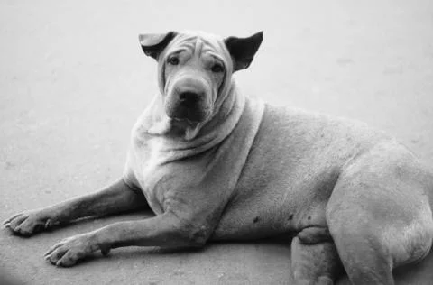 Lonely dog Stock Photos