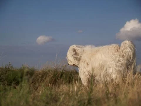 Lonely dog Stock Photos