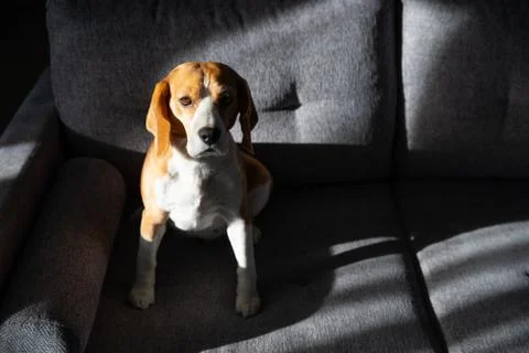 Lonely dog Foto stock