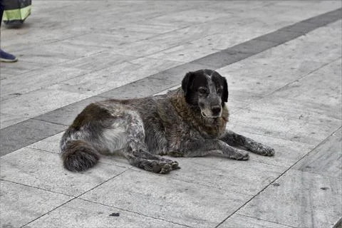 Lonely Dog Stock Photos