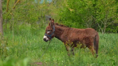 Lonely donkey grazing in the meadow. Static shot of Poitou donkey or mule Stock Footage 240719182