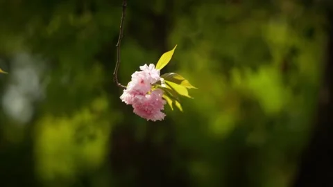 A lonely Double Pink Cherry Blossoms Stock Footage 332786967