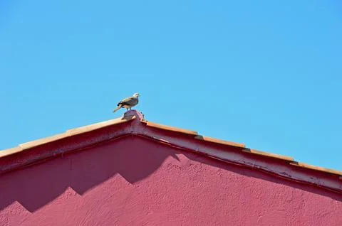 Lonely dove Stock Photos