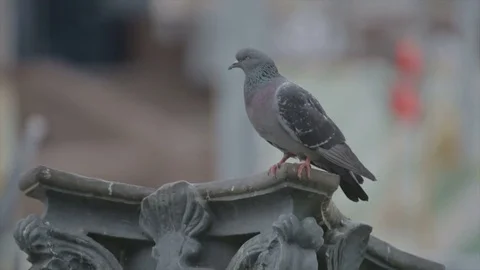 A lonely dove sits on a pilaster Stock Footage 82499288
