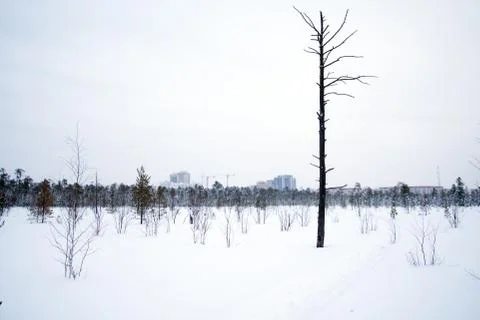 Lonely dried pine Stock Photos
