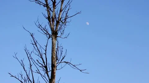 Lonely dried tree and moon Video stock 10437729