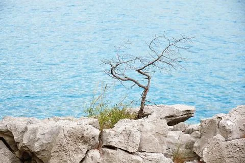 Lonely dried tree on the cliff close to the sea water Stock Photos