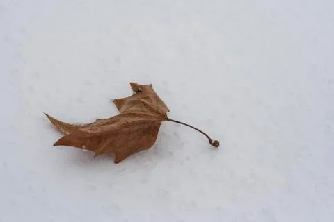 Lonely Dry Leaf on Snow Stock Photos