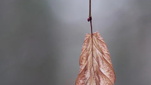 Lonely dry leaf sways in the wind on a tree branch in autumn forest. Stock Footage 185677484