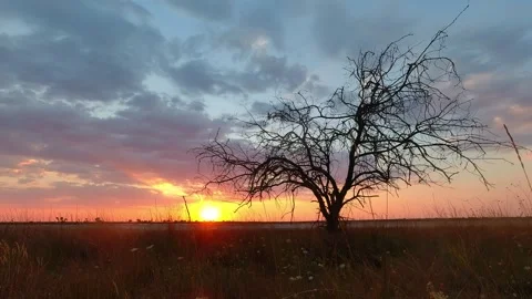 Lonely dry tree against the backdrop of sunset. Time lapse Stock Footage 268224605