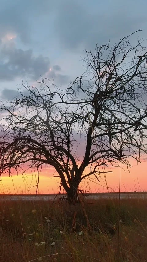 Lonely dry tree against the backdrop of sunset. Time lapse. Vertical Video Stock Footage 274729030
