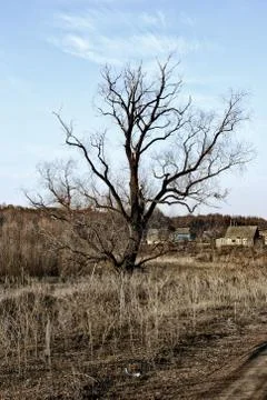 Lonely dry tree on the background of a small village Stock-Fotos