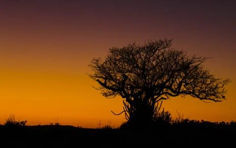 Lonely dry tree in a beautiful sunrise background in Africa. Stock Photos