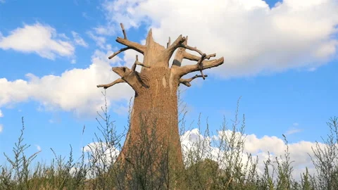 Lonely dry tree in the field. Old and big oak. Camera moves Video stock 119112569