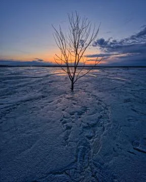 Lonely dry tree on a large sandy dry lake 写真素材