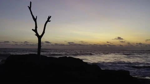 A lonely dry tree on a rocky ocean shore at sunset Stock Footage 218001210