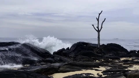 A lonely dry tree on a rocky ocean shore at sunset Stock Footage 219477064
