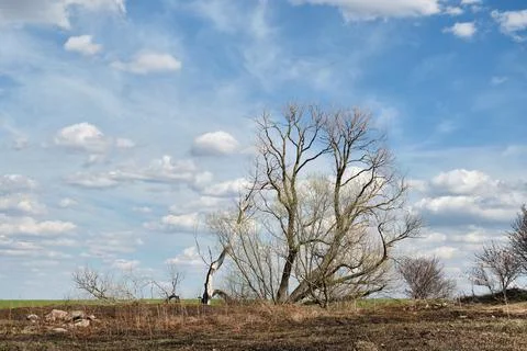 A lonely dry tree without leaves in the daytime against the background of a blue Stock Photos