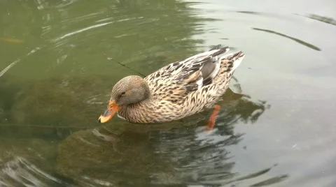 Lonely duck 库存影片 305248