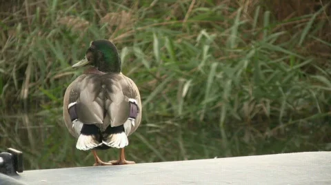 Lonely duck 库存影片 401510