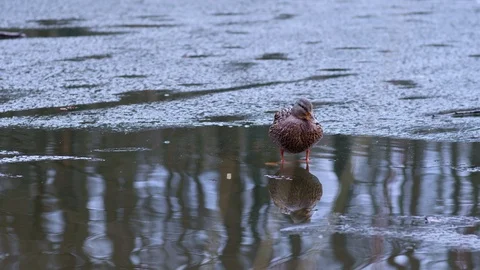 The lonely Duck Stock Footage 121705563
