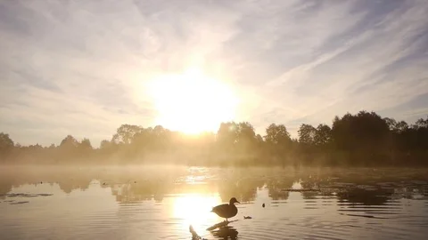 Lonely duck on lake Видео 80888077