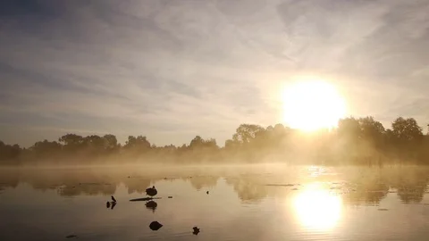Lonely duck on lake 스톡 동영상 80980097