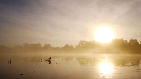 Lonely duck on lake Stockbeeldmateriaal 81263086