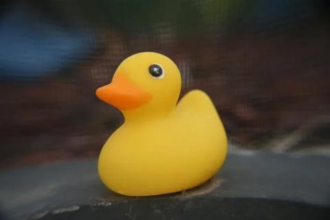 Lonely Duck Stock Photos