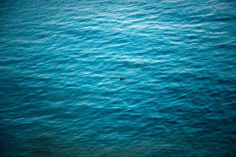 Lonely Duck Stock Photos