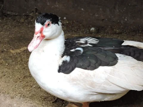 Lonely duck Stock Photos