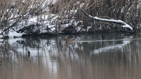 Lonely duck in the pond, winter, 4K slomo Video stock 169099149