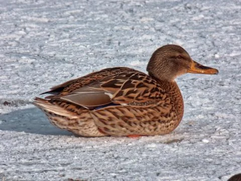 Lonely duck in the snow Stock Photos