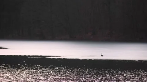 Lonely duck walking on ice during blue hour in wild nature Stock Footage 149323554