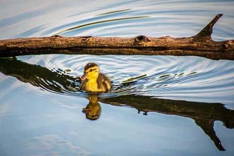 Lonely Duckling Stock Photos