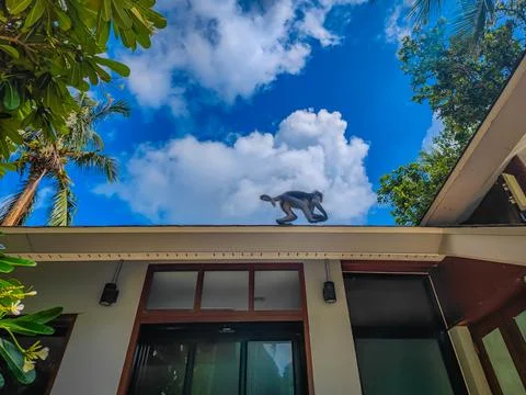 Lonely dusky leaf monkey or spectacled langur running over the roof Stock-Fotos